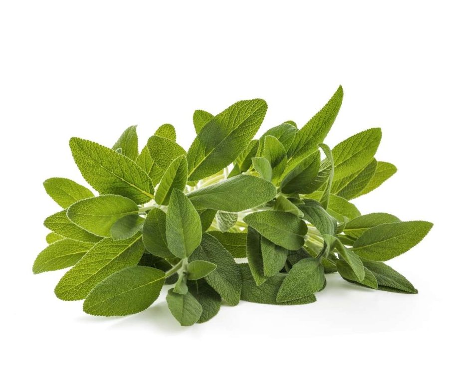 Adaçayı Adaçayı