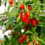 KurtÜzümü (Gojiberry)