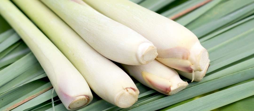 Limonotu_1 Limonotu_1