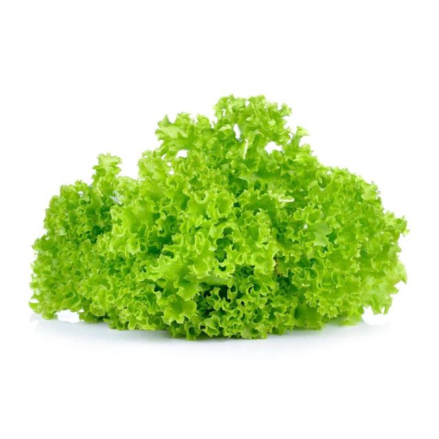 Yeşil Lolorosso