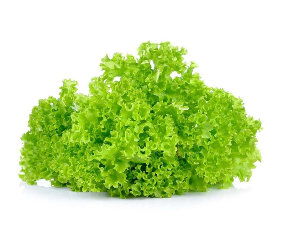 Yeşil Lolorosso Yeşil Lolorosso